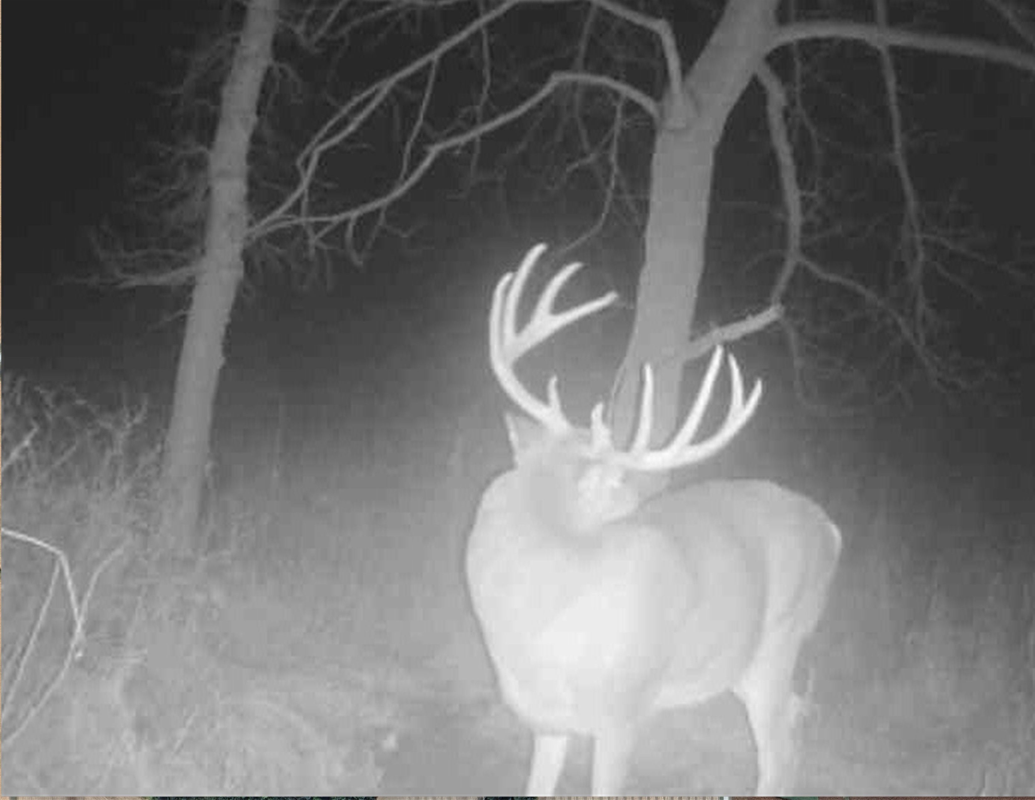 Listing Photo: Two Deer Msucatine 22